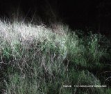 HEADLIGHT SERENADE(2CD)